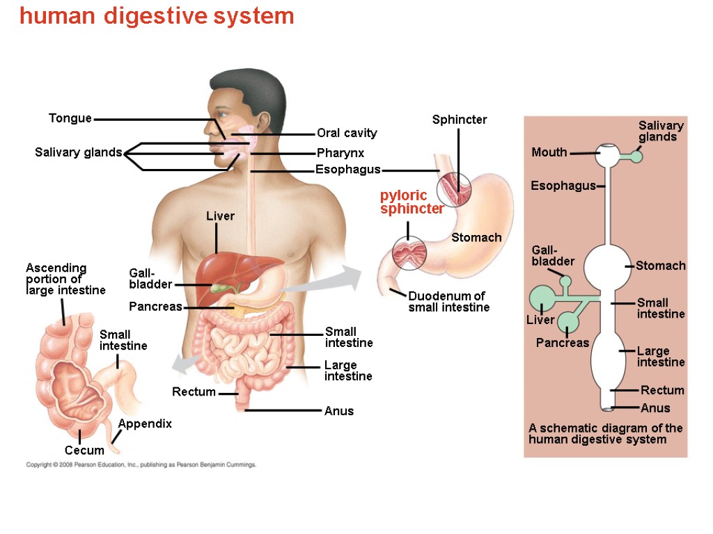 human digestive system Cecum Anus Anus Ascending portion of large intestine Gall- bladder Small